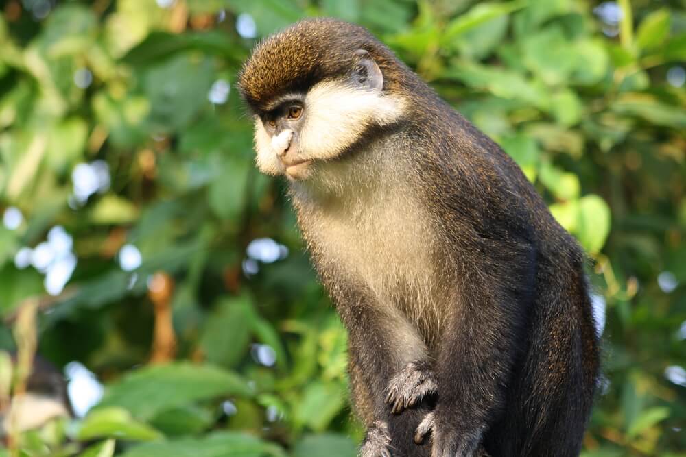 Red-tailed monkey (Cercopithecus ascanius), Buhoma, Uganda