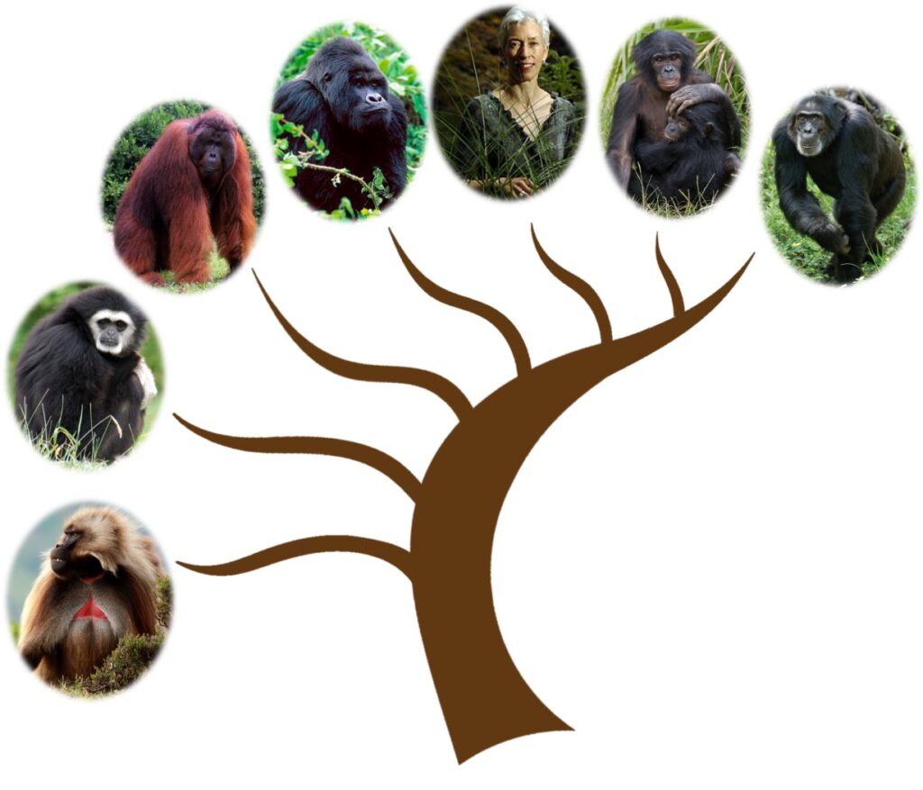 primate tree