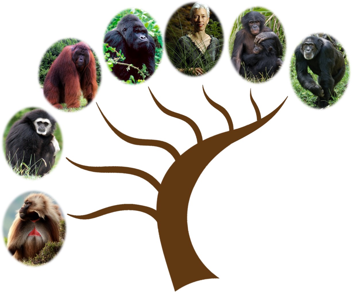 A family tree showing the branching off of primates - baboons, gibbons, orangutans, gorillas, humans, chimpanzees, and bonobos.